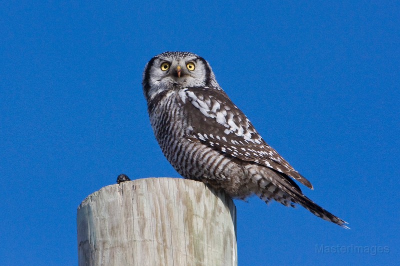 IMG_6727c.jpg - Northern Hawk-Owl (Surnia ulula)